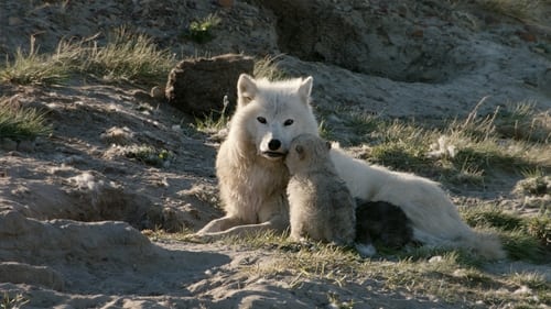 Still image taken from White Wolves: Ghosts of the Arctic