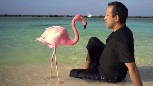 Still image taken from The Mystery of the Pink Flamingo